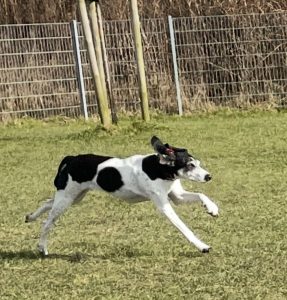 Hund Marie von Huus Marie im Hundeauslauf Friedrichskoog Spitze