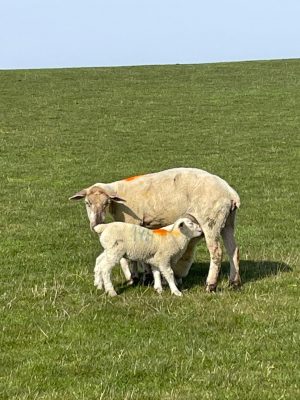 Zwei Schafe am Deich im Frühling auf saftig grüner Wiese, ein Lamm saugt bei der Mutter