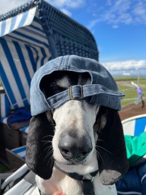 Hund Marie mit einer Basecap vor einem Strandkorb am Hauptdeich Friedrichskoog, lustig