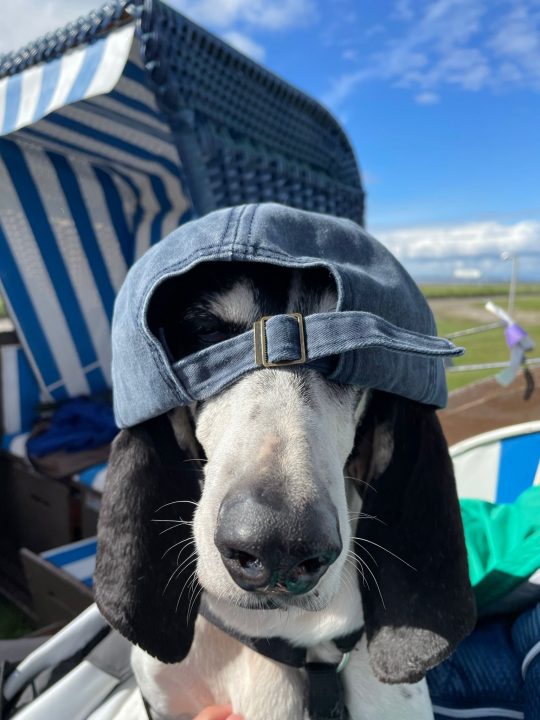 Hund Marie entspannt am Hundestrand Friedrichskoog-Spitze