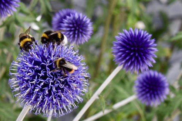 Nahaufnahme dreier Hummeln auf einer tiefblauen Distel, die sich laben, im Hintergrund weitere Disteln, Garten Ferienhaus Huus Marie Friedrichskoog-Spitze