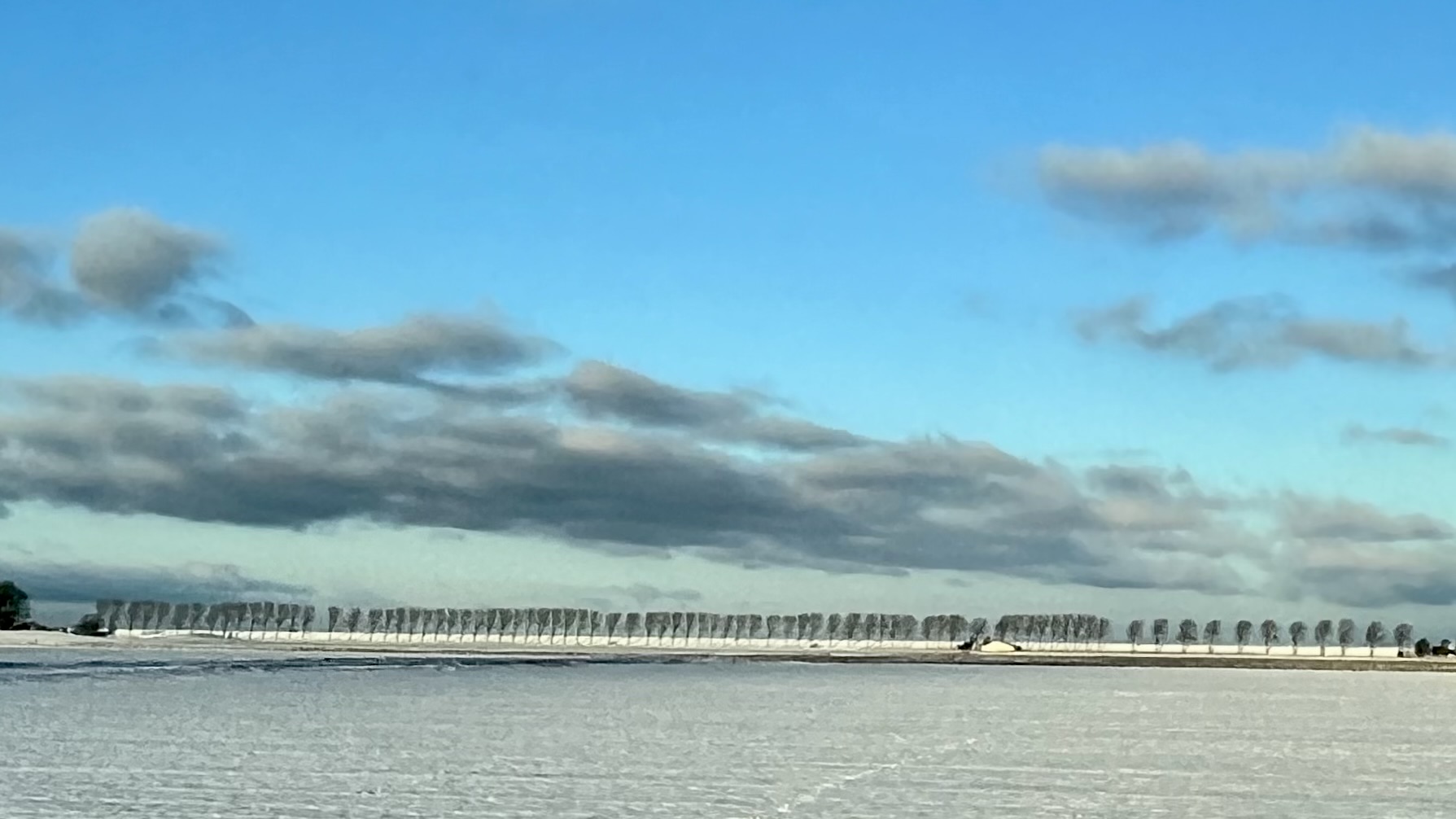 Winterliche Feldlandschaft Friedrichskoog Dithmarschen, alles ist begraben unter leichter Schneedecke, im Hintergrund eine Allee windschiefer Bäume und zartblauer Himmel