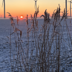 Tief stehende Sonne in der Dämmerung taucht das beschneite Feld in goldenes Licht.