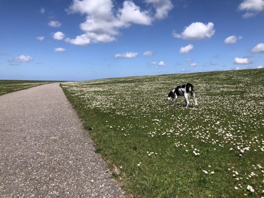 Deichlandschaft überzogen mit weißen Gänseblümchen im Frühling mit strahlend blauem Himmel und Schäfchenwolken, traumhafte Nordsee Friedrichskoog-Spitze