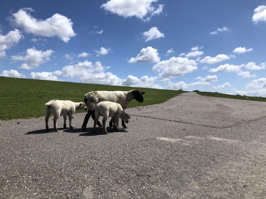 Deichlandschaft mit Schafsfamilie, strahlend blauer Himmel und Schäfchenwolken, traumhafte Nordsee Friedrichskoog-Spitze