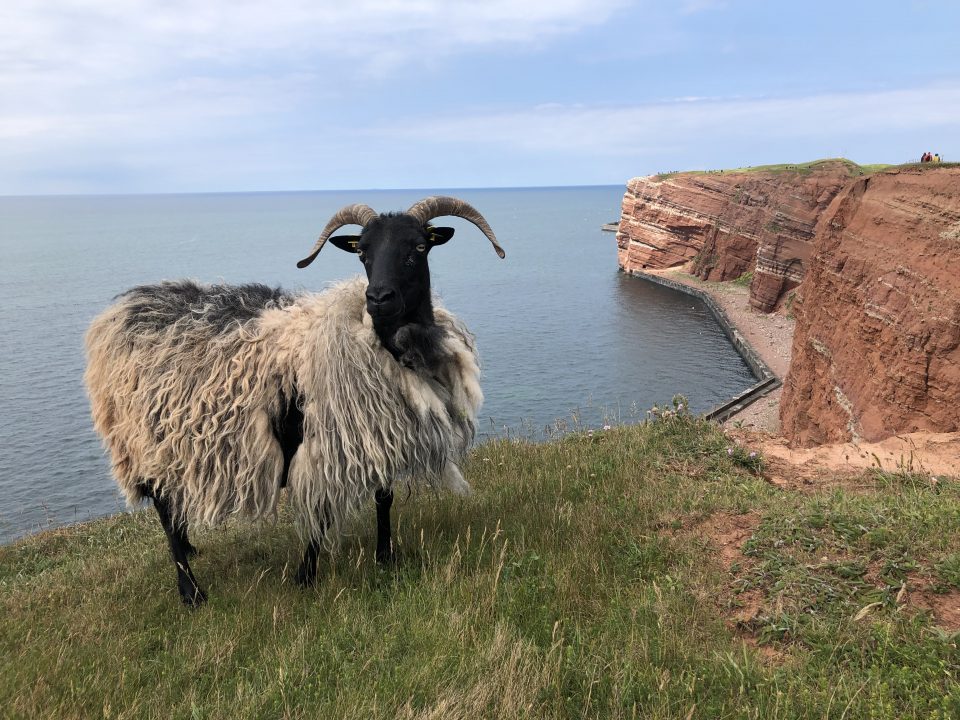 Schafe auf Helgoland Schaf auf Helgoland an der Felsenkante stehend