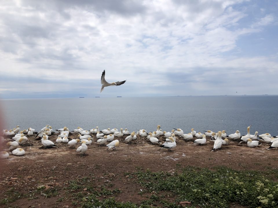 Seevögel auf Helgoland Seevögel auf den Felsen der Hochseeinsel Helgoland