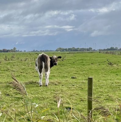 Eine Kuh blickt sich um auf einer satten Weide in Friedrichskoog, und schaut interessiert zum Betrachter, sie wirkt neugierig