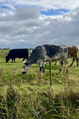 drei Kühe auf einer satten Weide in Friedrichskoog, die fressen, in einem mystischen Licht