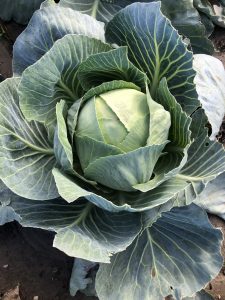 Nahaufnahme eines riesigen Kohlkopfes auf dem Feld direkt in Friedrichskoog-Spitze