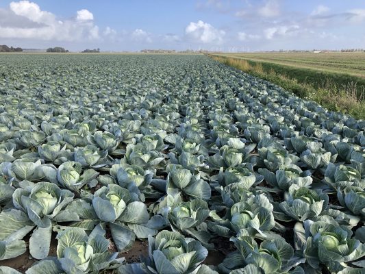 Kohlfeld erstreckt sich bis an den Horizont, am Horizont Windräder, typische Szene Friedrichskoog-Spitze