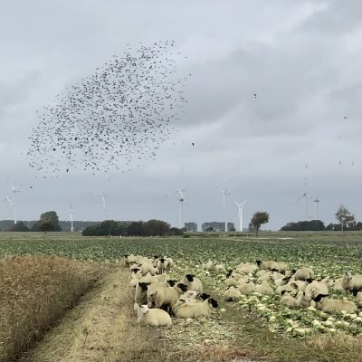 eine tolle Herbstszene in Friedrichskoog-Spitze - ein Kohlfeld mit Schafen und Vogelschwarm