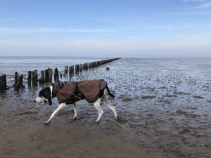 Hund im Watt am Hundestrand Friedrichskoog-Spitze
