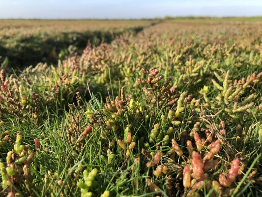 Salzwiese mit Queller rot-grün leuchtend