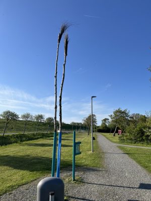 Abschnitt des Erlebnisrundwegs Friedrichskoog-Spitze mit Kiesweg und Pricken mit Wissens-Schautafeln zur Natur der Nordsee