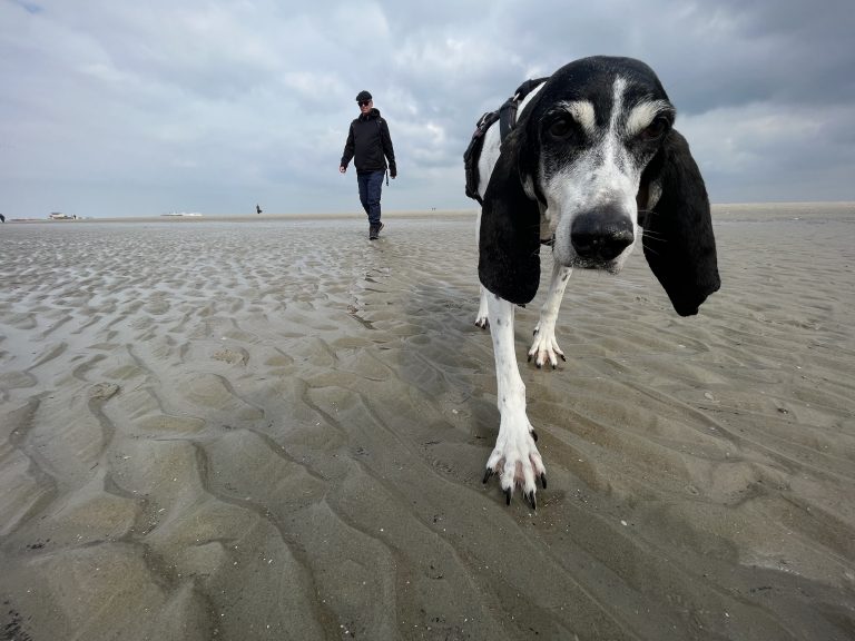 Marie-Hundestrand-St. Peter Ording