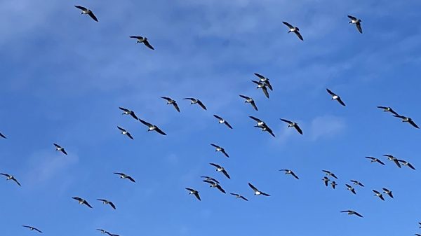 Blauer Himmel voller Vögel von unten, sonnig mit angeleuchteten weißen Bäuchen, Stimmung von Freiheit