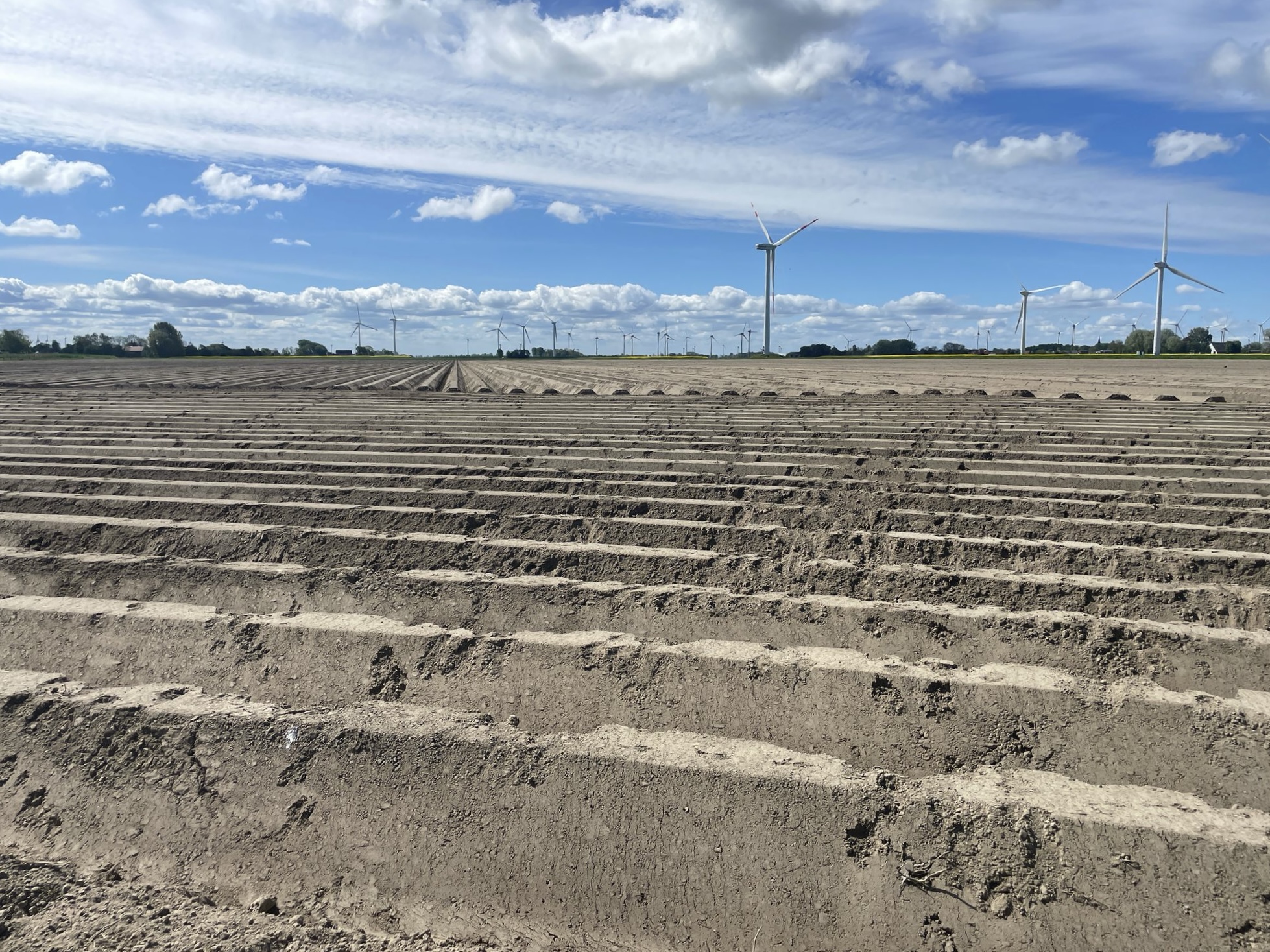 frisch bereiteter Acker mit symmetrischen Furchen Friedrichskoog