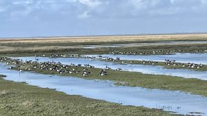 Salzwiesen Friedrichskoog mit Wildgänsen