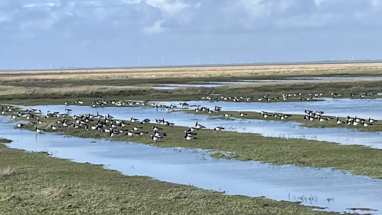 Salzwiesen Friedrichskoog mit Wildgänsen