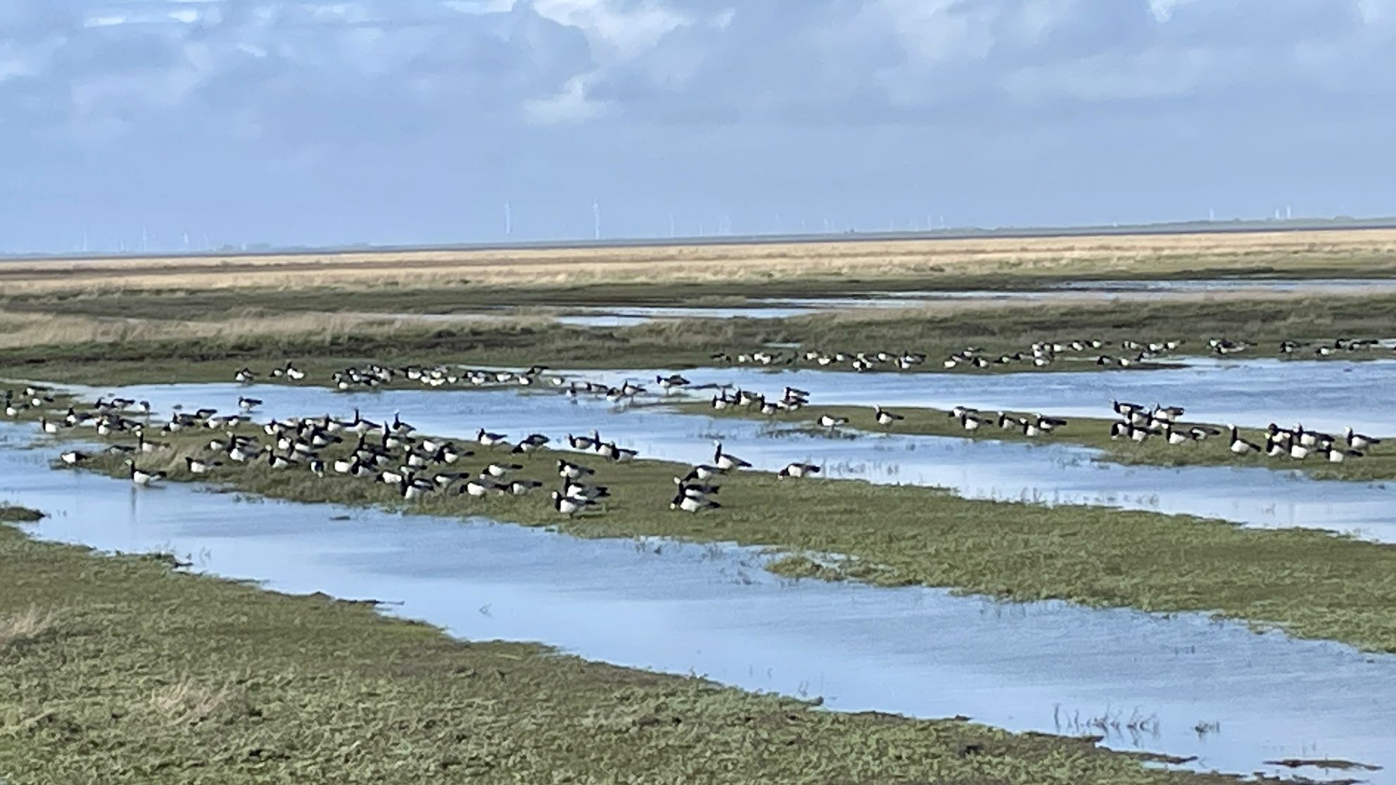 Salzwiesen Friedrichskoog mit Wildgänsen