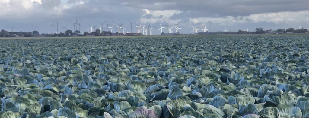 Kohlfeld erstreckt sich bis zum Horizont in der Kohlkammer Dithmarschen
