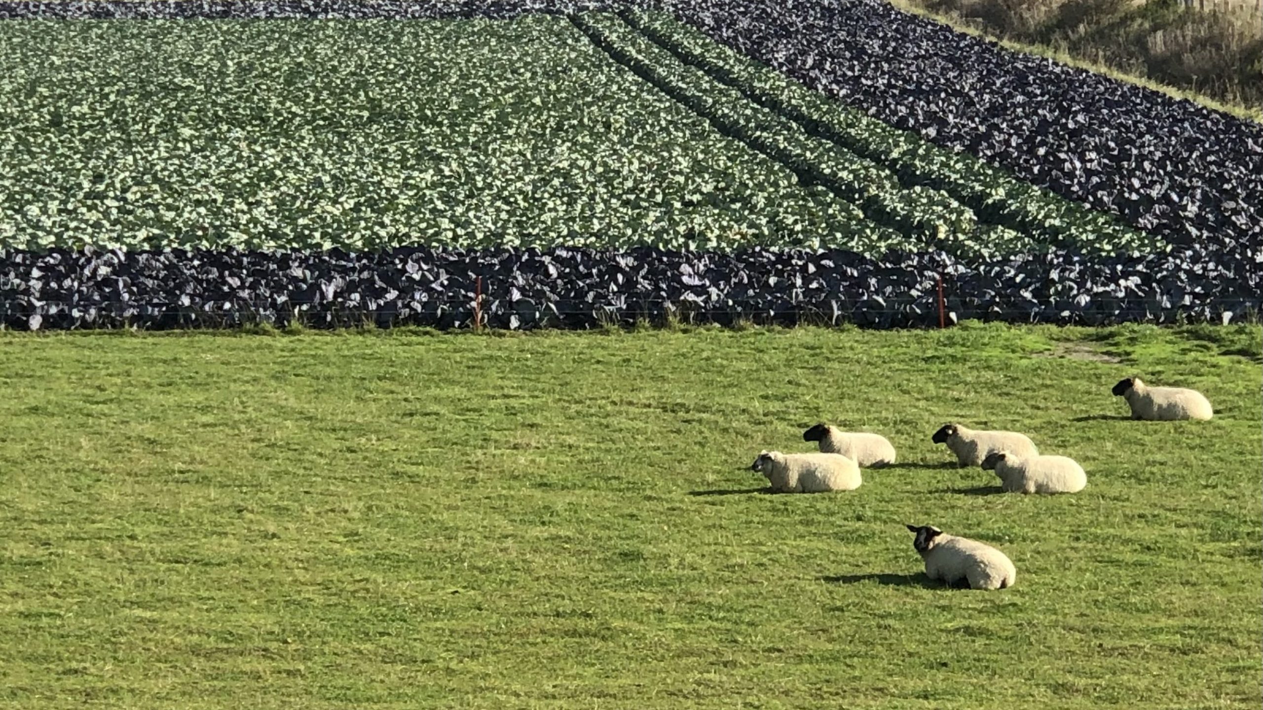 Kohlfeld im September in Friedrichskoog mit Schafen im Vordergrund