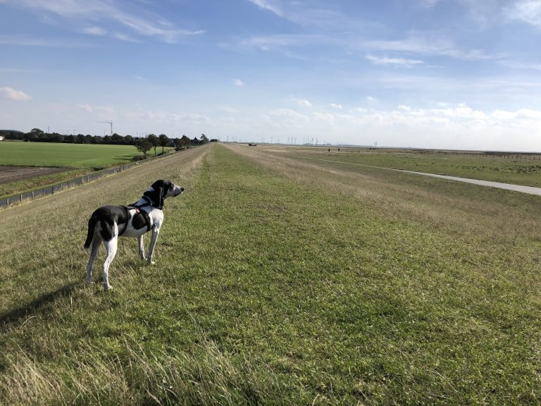Hund auf dem Deich in Friedrichskoog-Spitze an der Nordsee