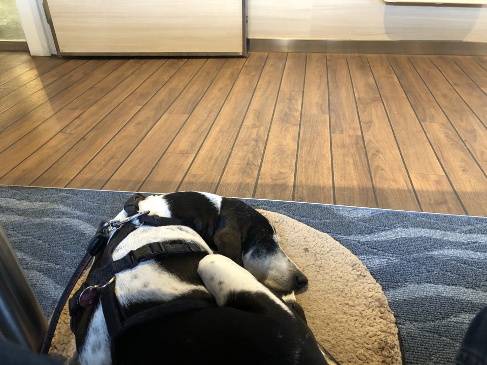 Hund auf der Fähre nach Helgoland Hündin Marie entspannt an Bord der MS Funny Girl