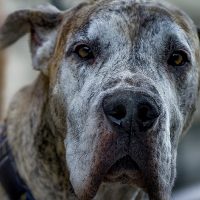 Gesicht einer alten Dogge