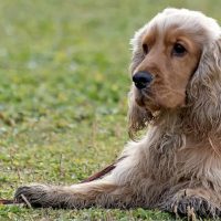 brauner Cocker-Spaniel liegt im Gras