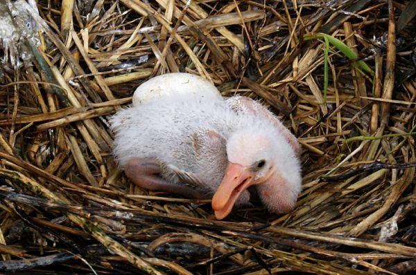 Jungvogel in einem Nest auf der Vogelinsel Trischen