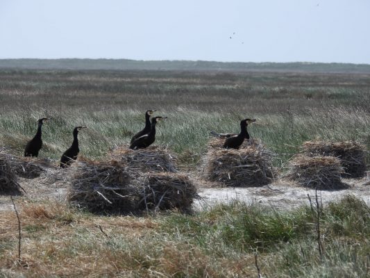 Küstenvögel im Wattenmeer auf der Insel Trischen
