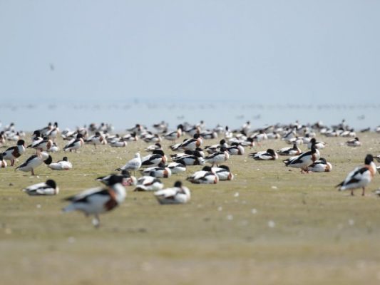 Brandgänse auf der Insel Trischen