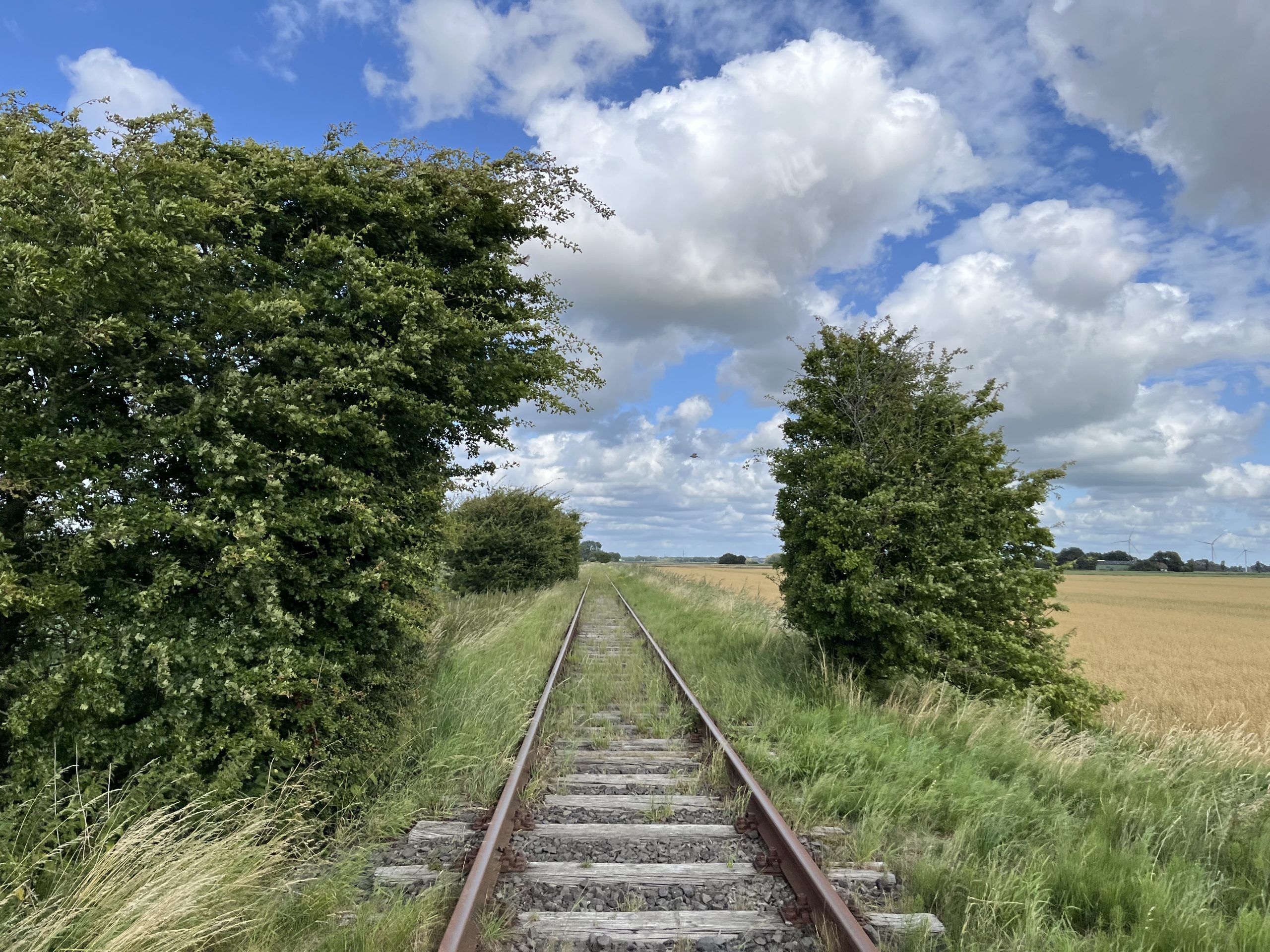 Schienen der Draisinenbahn Dithmarschen mit typischer Marsch, Feld, Wiesen und Tieren links und rechts der Trasse