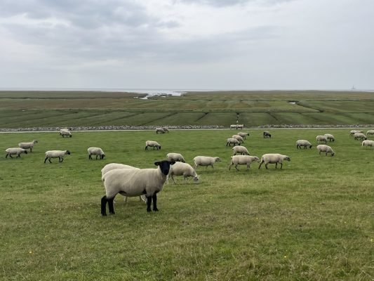Schafe in den Salzwiesen bei Friedrichskoog