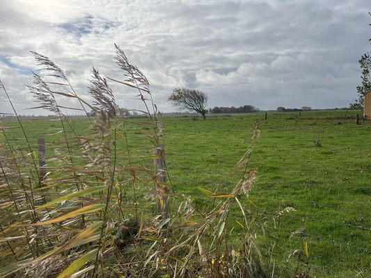 Weide in der Marschlandschaft bei Friedrichskoog