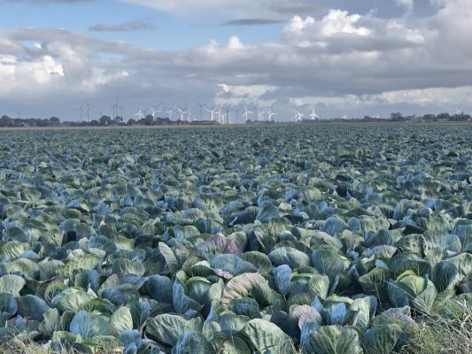 Kohlfeld unter weitem Himmel bei Friedrichskoog im Herbst