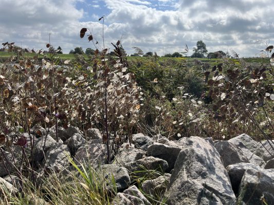 Herbstliche Landschaft mit Pflanzen bei Friedrichskoog an der Nordsee