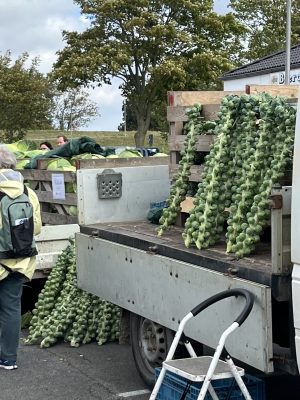 Kohl und Gemüse auf einem Marktstand in Dithmarschen