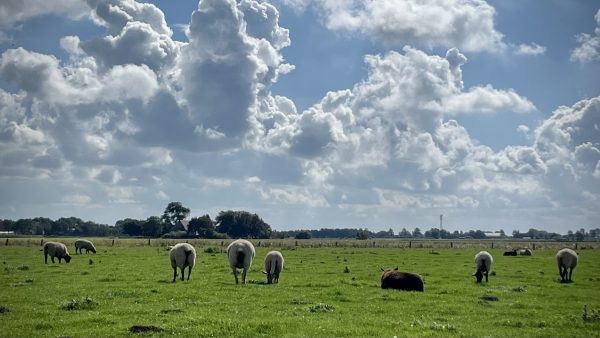 Schafe auf einer Weide unter großen Wolken bei Friedrichskoog